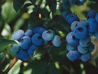Big blueberries