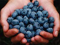 Handfuls of blueberries