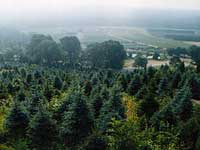 View of tree farm