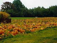 Pumpkin Fields