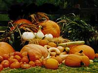 Pumpkin display
