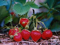 Juicy Strawberries