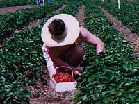 Picking strawberries