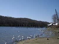 Favorite spot for Sunnyside Park seagulls